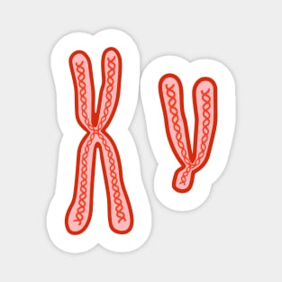 X and Y Chromosomes Magnet