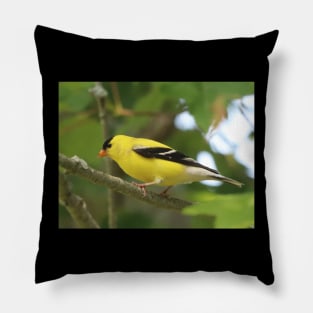 American Goldfinch Brightening Up The Woods Pillow