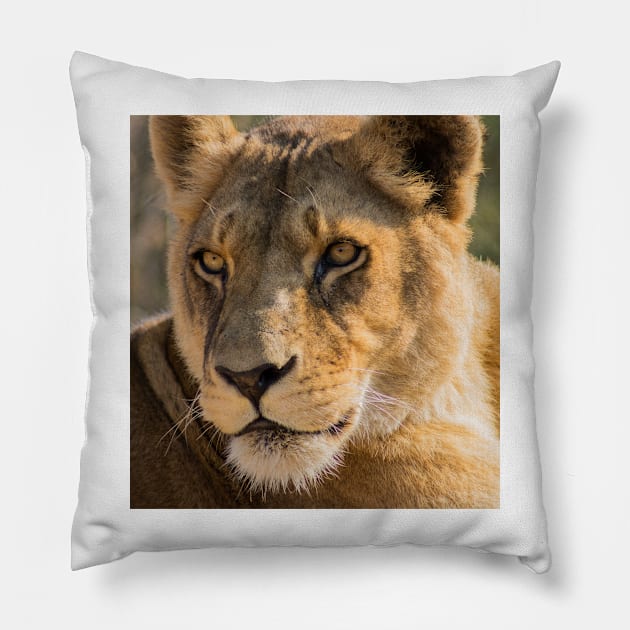 530 lioness Pillow by pcfyi