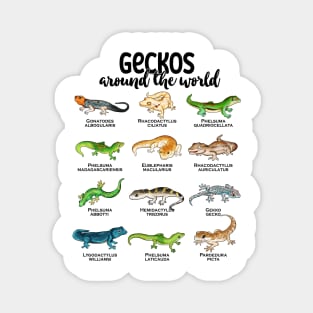 Many different geckos - geckos of the world Magnet