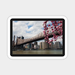 Cherry Blossoms Under the Queensborough Bridge 2 Magnet