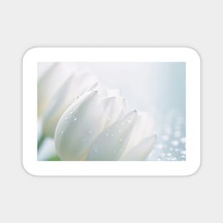 Tulip Flower Petal Nature Serene Tranqui Magnet