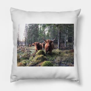 Scottish Highland Cattle Cow and Calf 1593 Pillow