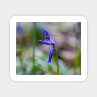 Bluebell - woodland flower Magnet