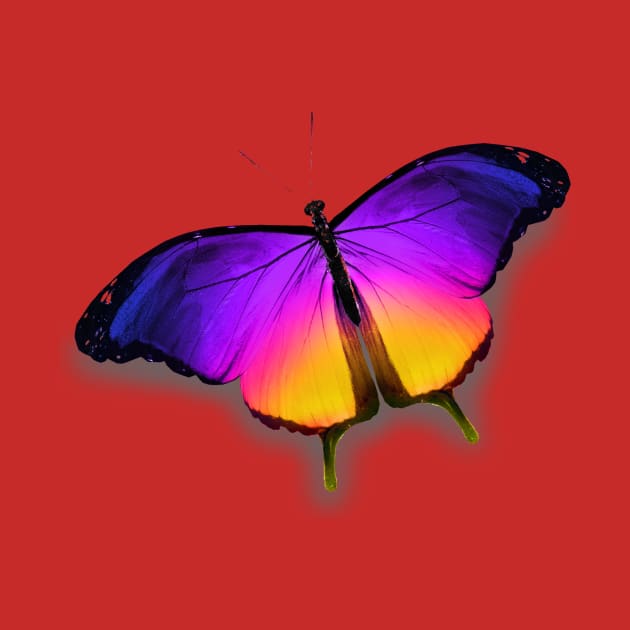 Colorful Butterfly by LizzieBug