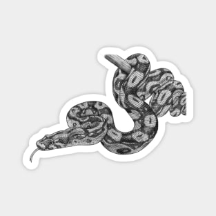 Boa Constrictor Magnet