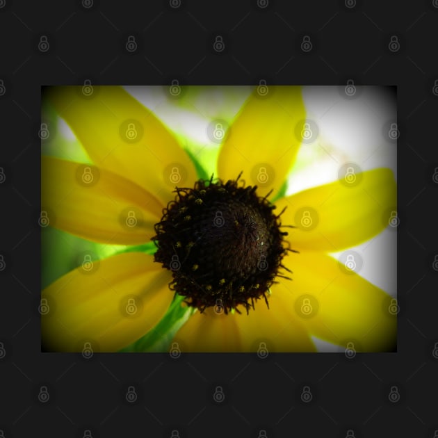 Floral Art Blacked Eyed Susan Flower Sunny Happy Yellow & Brown Flower by tamdevo1