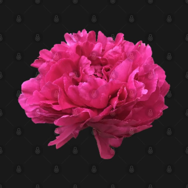 Hot Pink Peony in Full Bloom by InalterataArt