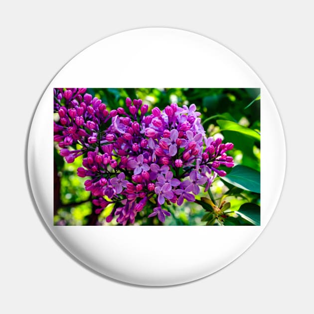 Lilacs Pin by Rob Johnson Photography