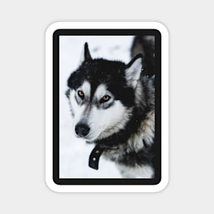 Malamute Dog On a Snow Field Magnet