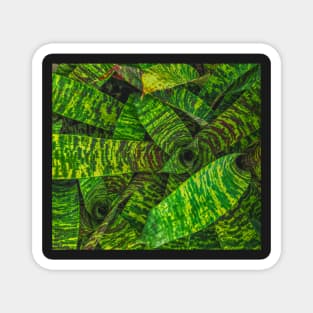 Green Zebra Plant Magnet