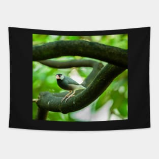 Java sparrow on a branch Tapestry