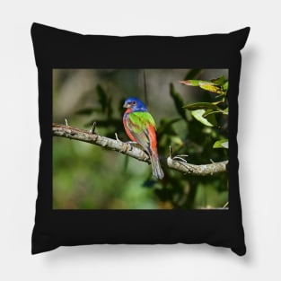 Painted Bunting Bird Photograph Notecard Pillow