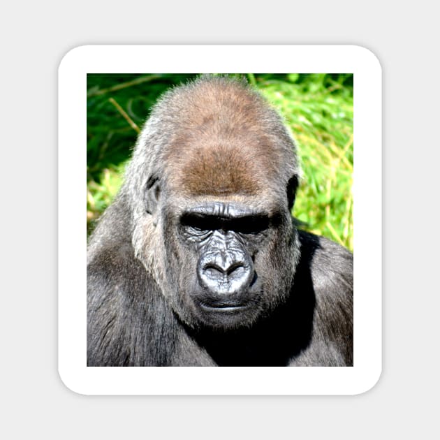 SILVERBACK Magnet by truthtopower