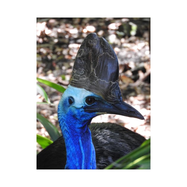 Cassowary by kirstybush