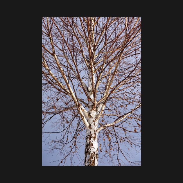 Birch tree against blue sky by naturalis