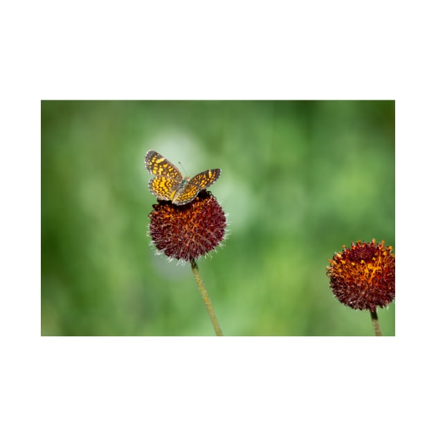 Butterfly on Perfume Balls by Debra Martz by Debra Martz