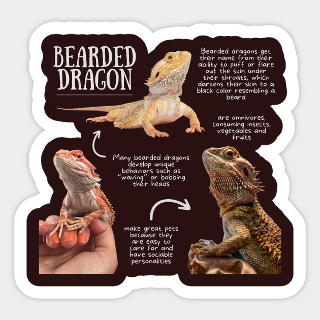 Bearded dragons: facts and photos