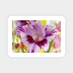 Gladiolus  'Passos' Magnet