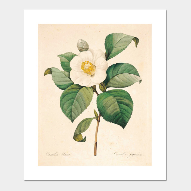 Vintage Flower Color Pencil Hand Drawing Flowers Posters And Art Prints Teepublic In my portrait drawing i enjoy capturing the character of each person through expressive eyes and color. vintage flower color pencil hand drawing