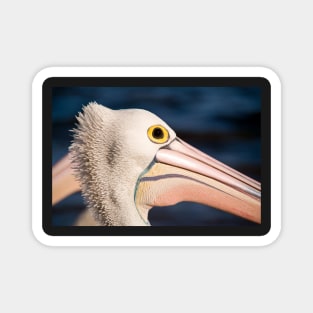 Pelican Portrait, Golden Beach Caloundra Magnet