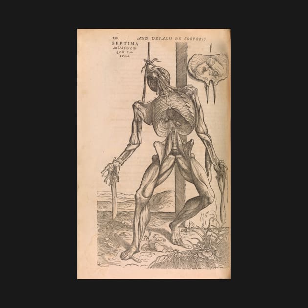 Anatomical skeleton Illustration from De humani corporis fabrica libri septem by Andreas Vesalius published circa 1543 by artfromthepast