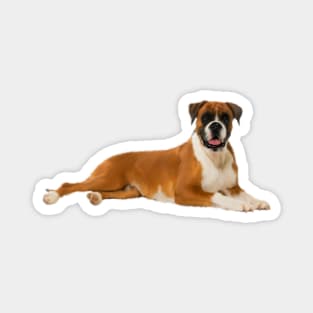 Boxer Dog , Love Boxer Dogs Magnet