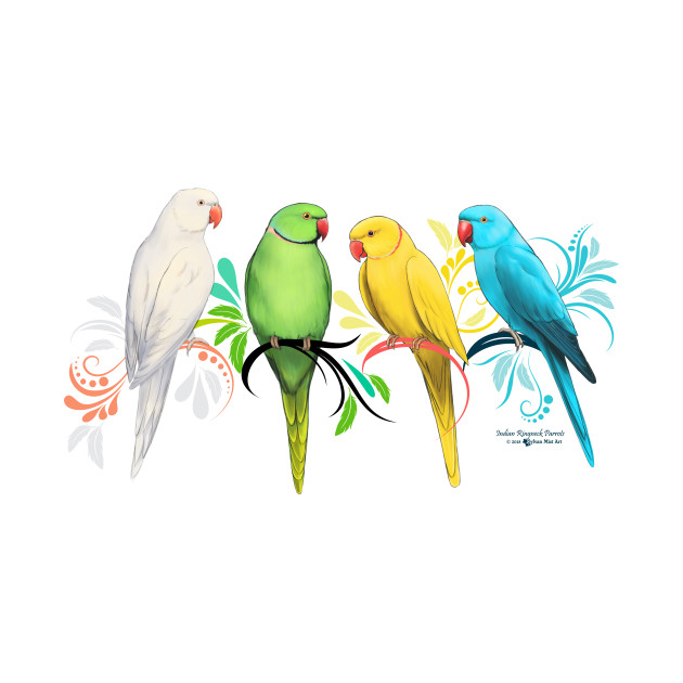 indian ringneck parrots indian