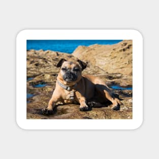 Pug cross jack russell dog sitting on rocks at umina beach on nsw central coast Magnet