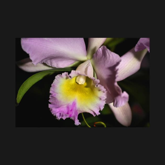 Cattleya Orchid in Closeup by Carole-Anne