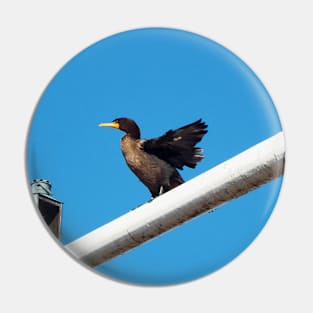 Double-crested Cormorant Stretching On a Light Pole Pin