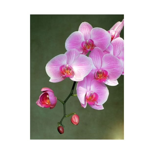 Pink orchid flowers by pinkal