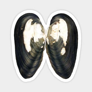 Thick Shelled River Mussel (Unio crassus) Magnet