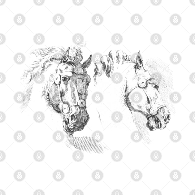 Horse Heads Antique Vintage Drawing by Biophilia