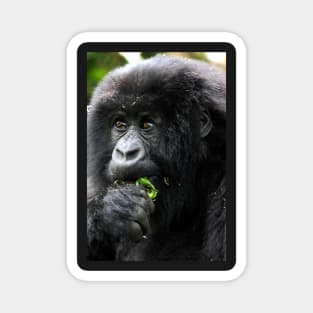 Juvenile Mountain Gorilla Eating, Kwitonda Group, Rwanda, East Africa Magnet