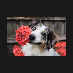 Australian Shepherd with Flower T-Shirt