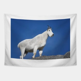 Mountain goat (Oreamnos americanus) in Mount Rainier National Park Tapestry