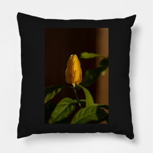 Golden Shrimp Pachystachys lutea Pillow