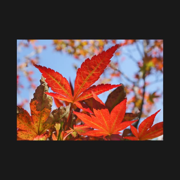 Red Maple Leaves by mariola5