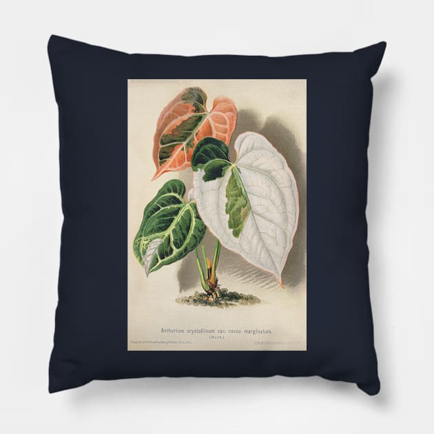 Variegated Anthurium crystallinum - Wiener illustrierte Garten-Zeitung - Botanical Illustration Pillow by chimakingthings