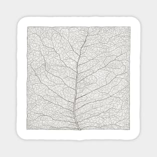 Square leaf Magnet