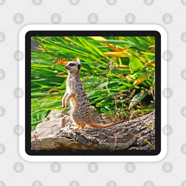 Meerkat Magnet by Graz-Photos