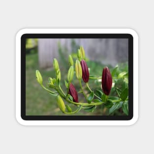 Multicolored Flower Buds 2 Magnet