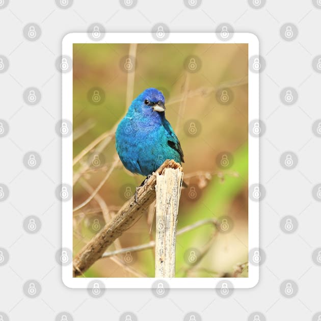 Indigo Bunting 2022 Magnet by BirdsnStuff