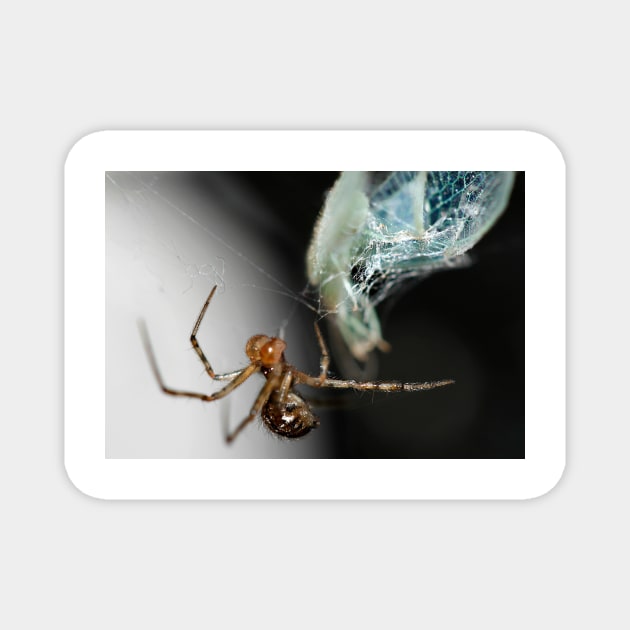 The spider and the fly Magnet by micklyn