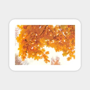 Golden maple leaves in autumn season Magnet