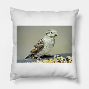 Sparrow Pillow