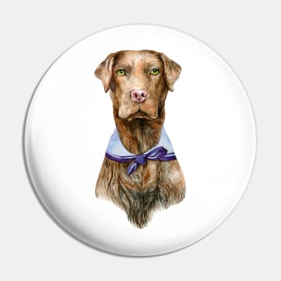 Chocolate lab Pin