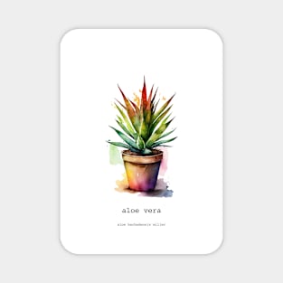 Aloe Vera, Mexican Plant Magnet