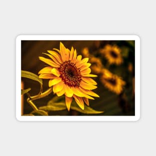 Sunflowers in bloom -Sleepy Bee Magnet